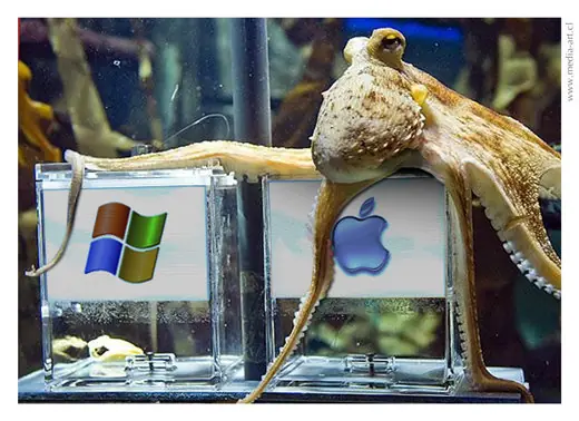 pulpo paul