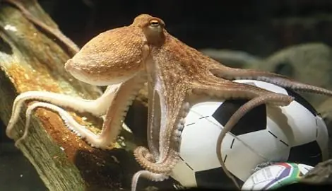 pulpo
