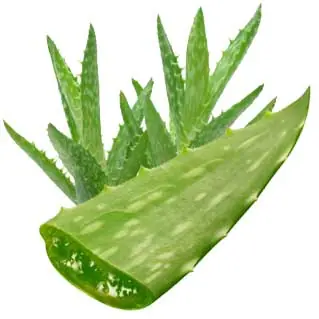 Aloe Vera y sus beneficios