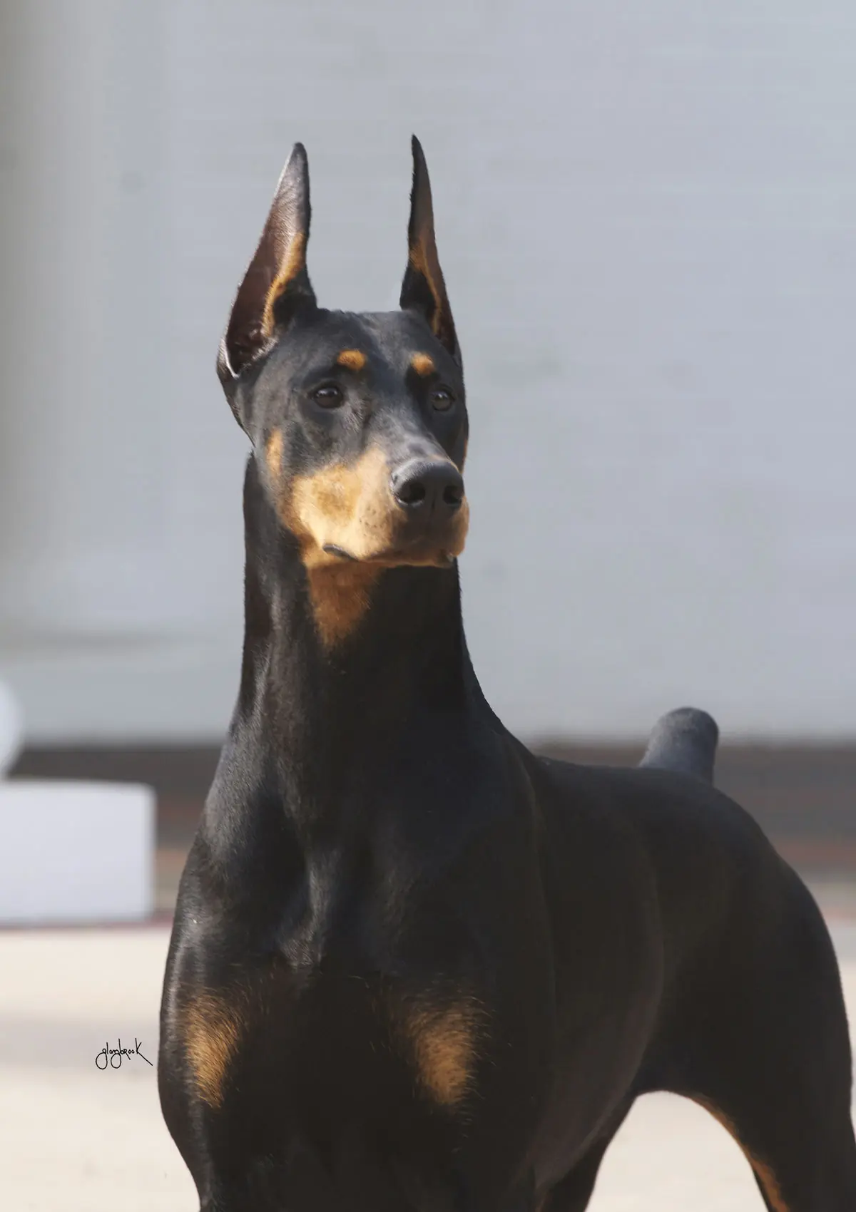 perros