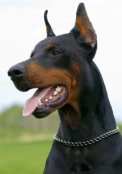 Perros usados por los nazis