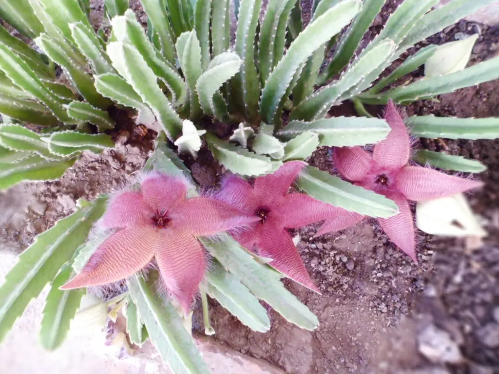 Mi huerta de otoño (1ª parte)