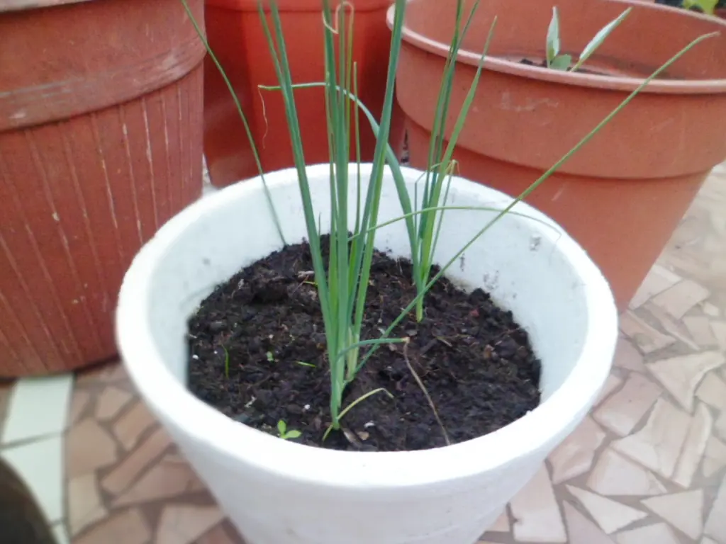 Sigue mi huerta de otoño