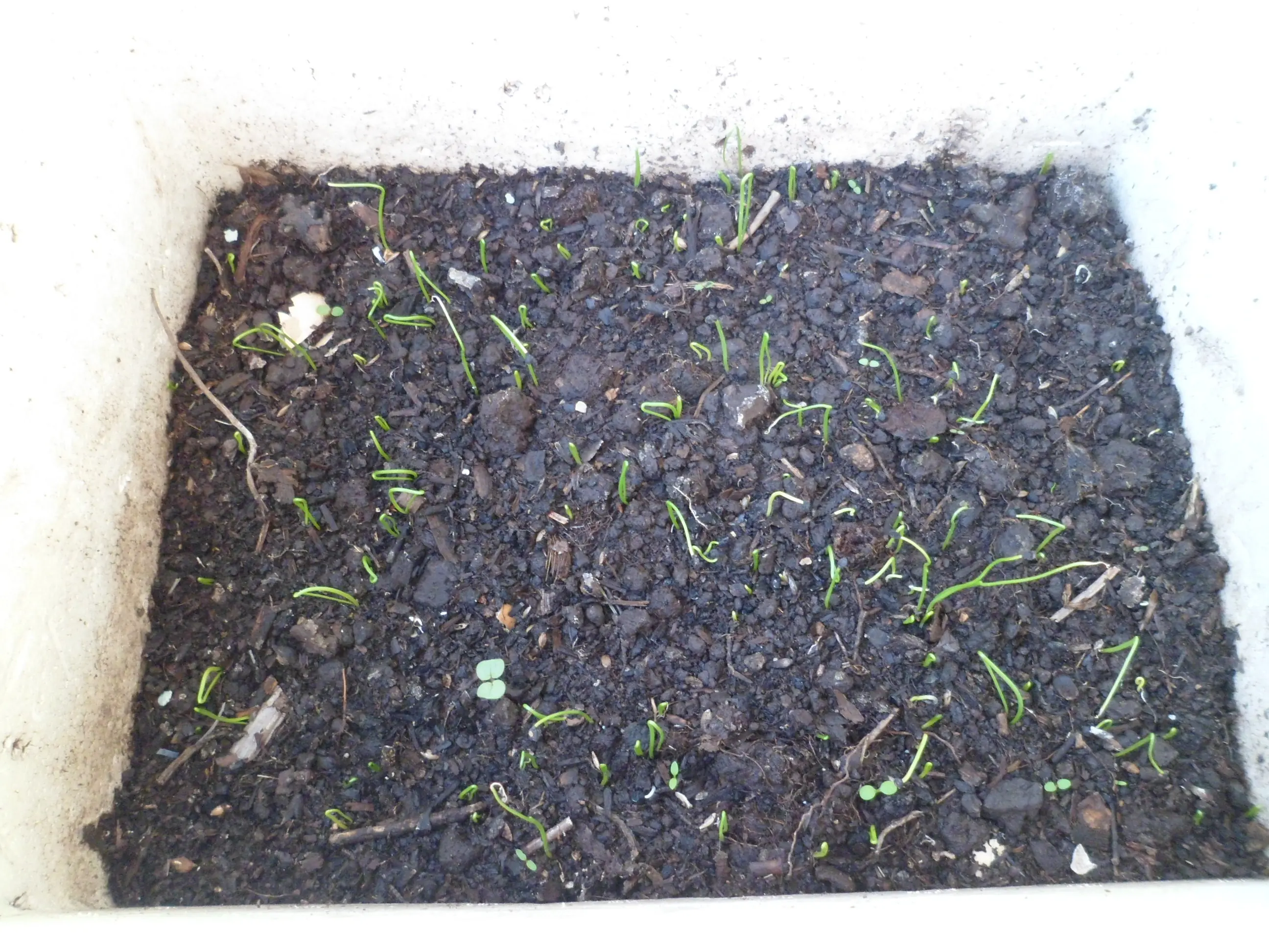 Mi huerta de otoño (1ª parte)