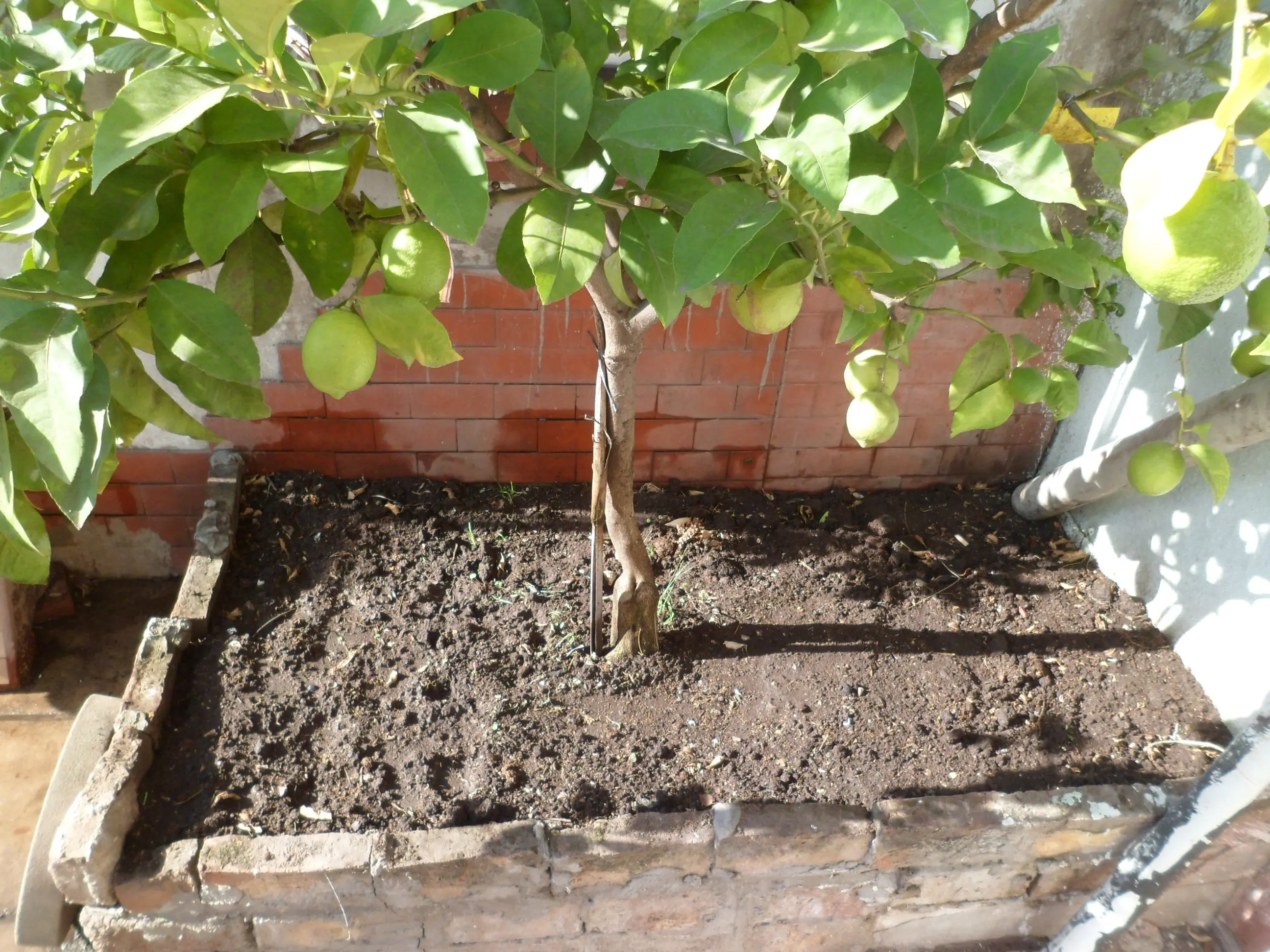 Mi huerta de otoño (1ª parte)