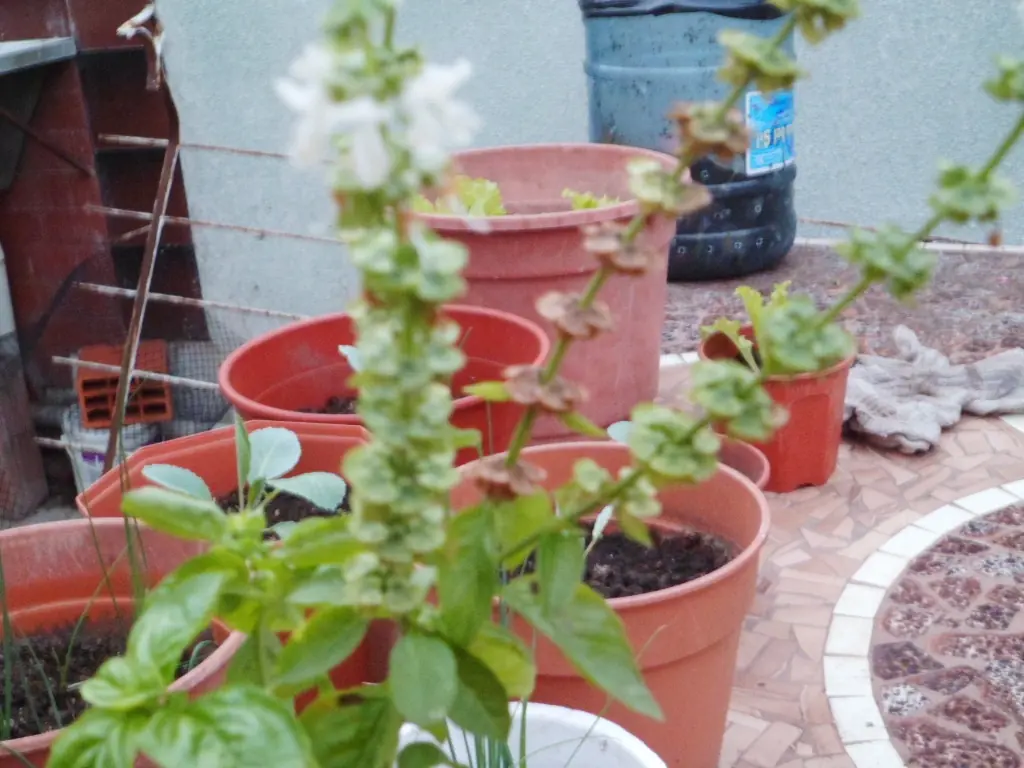 Sigue mi huerta de otoño