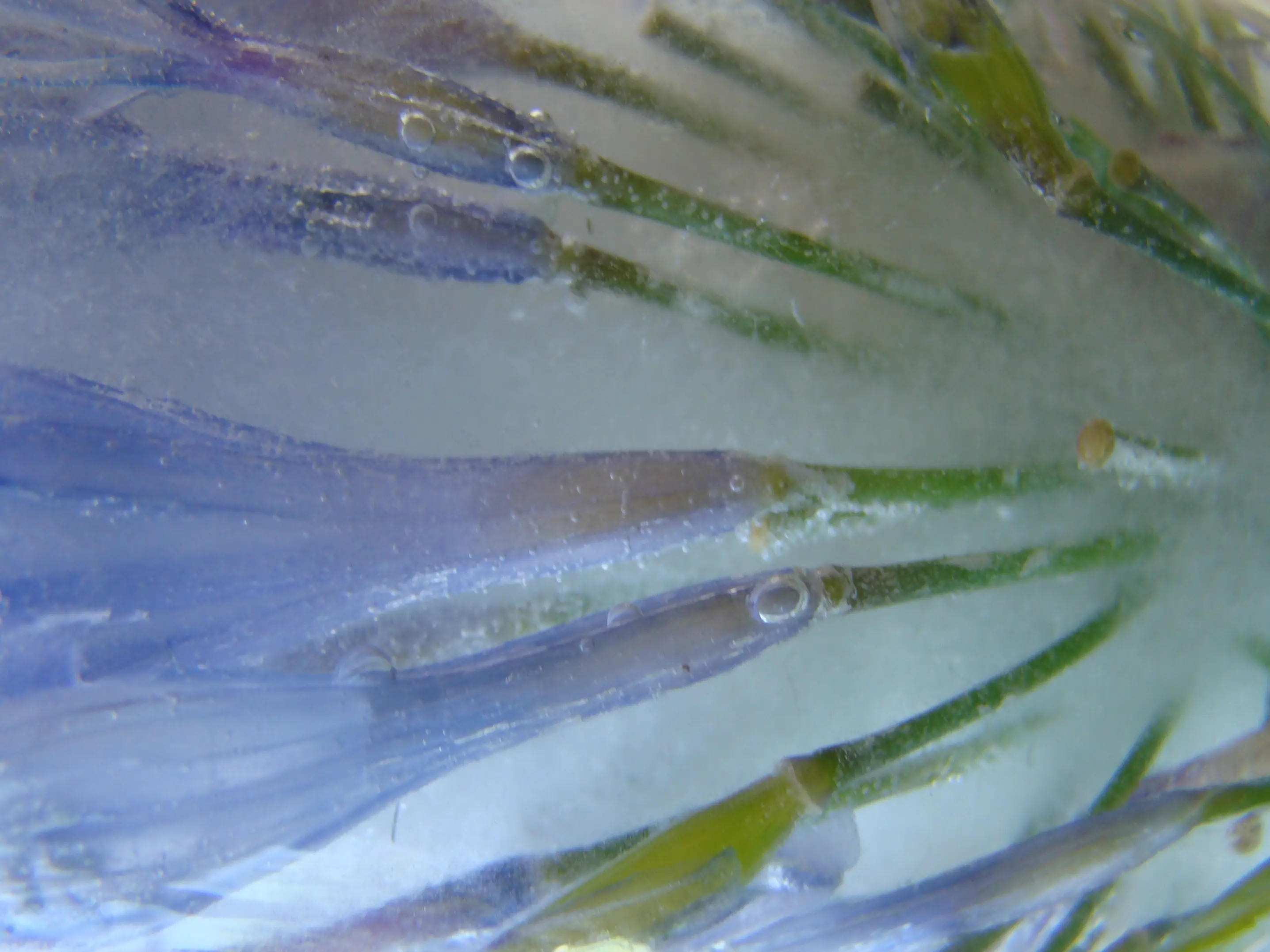 Hielo