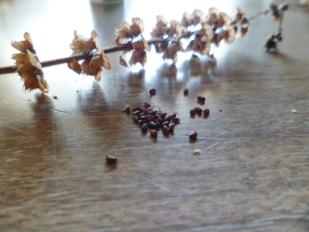 Mi huerta de otoño (1ª parte)