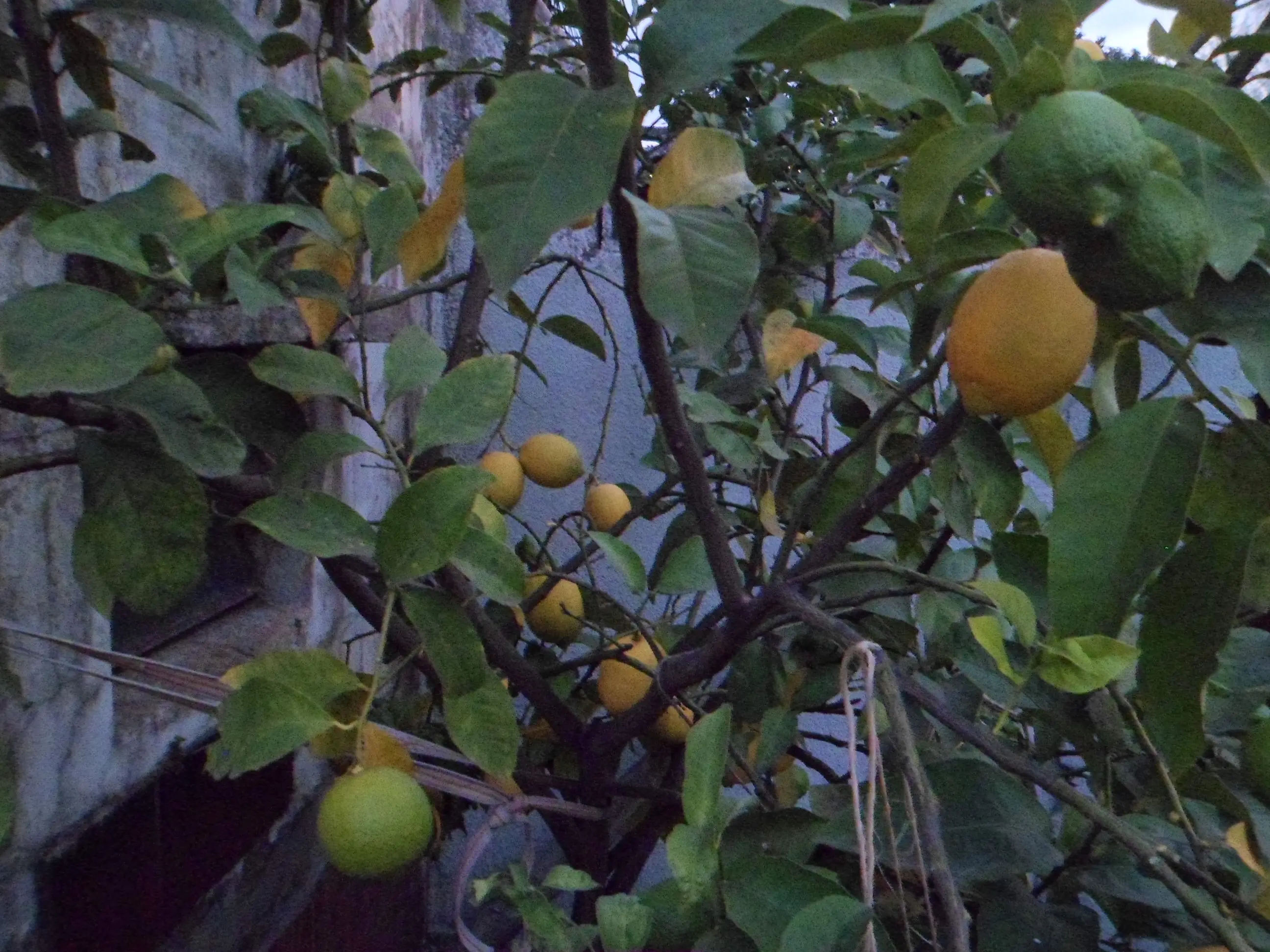 Sigue mi huerta de otoño