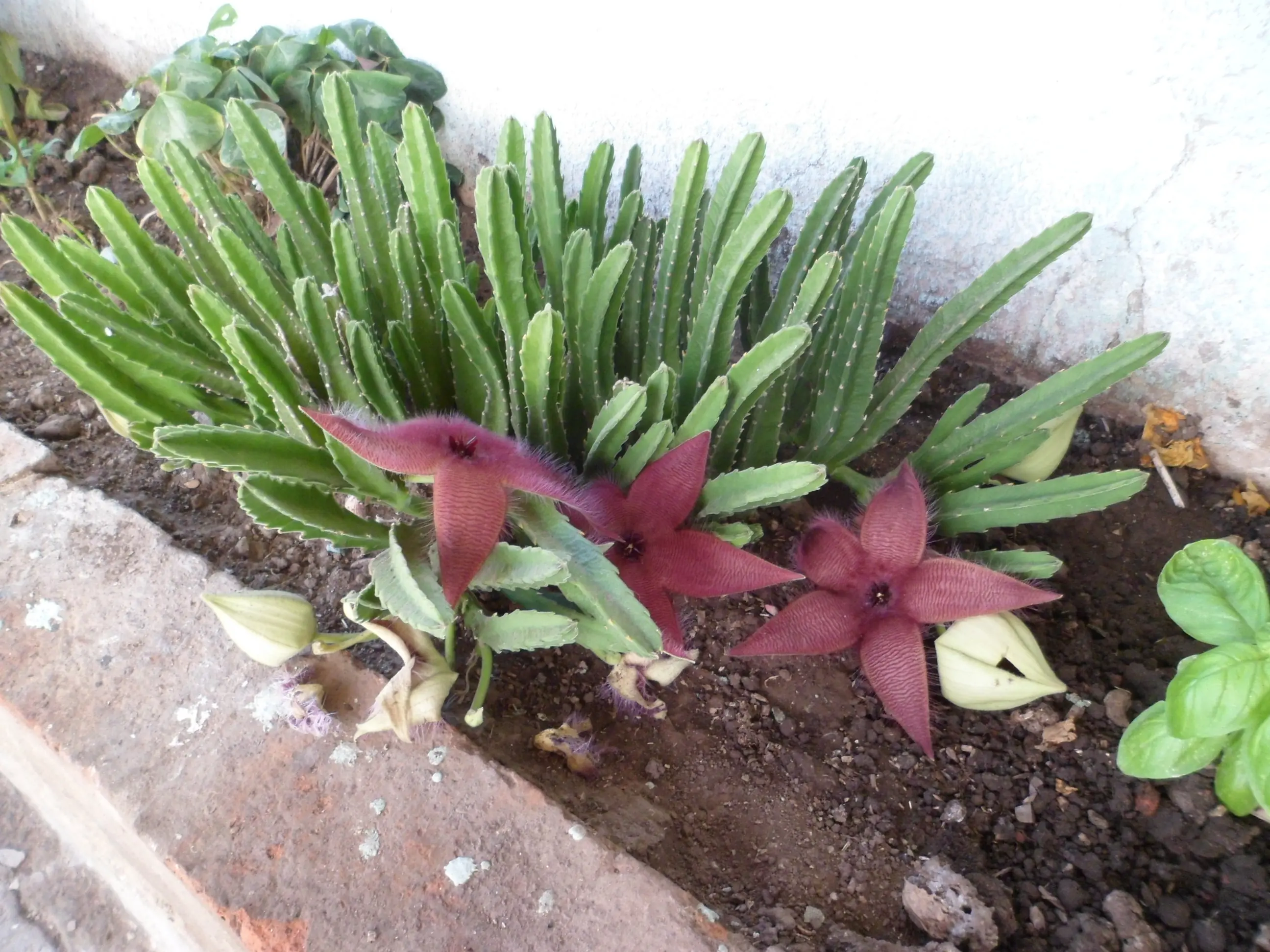 Mi huerta de otoño (1ª parte)