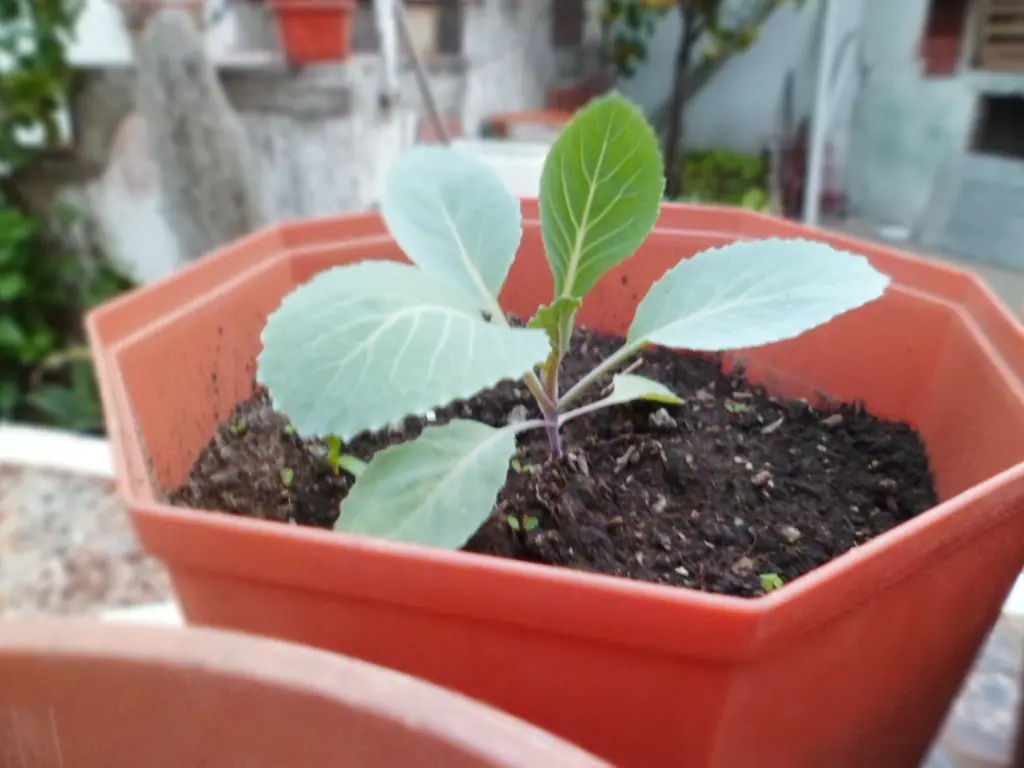 Sigue mi huerta de otoño