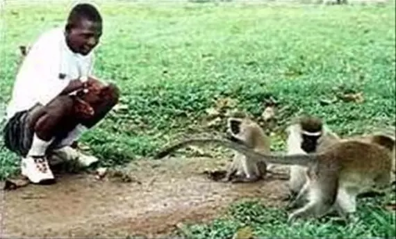 animales animales