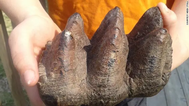 niño de 9 años encuentra un diente de mastodonte de 10.000