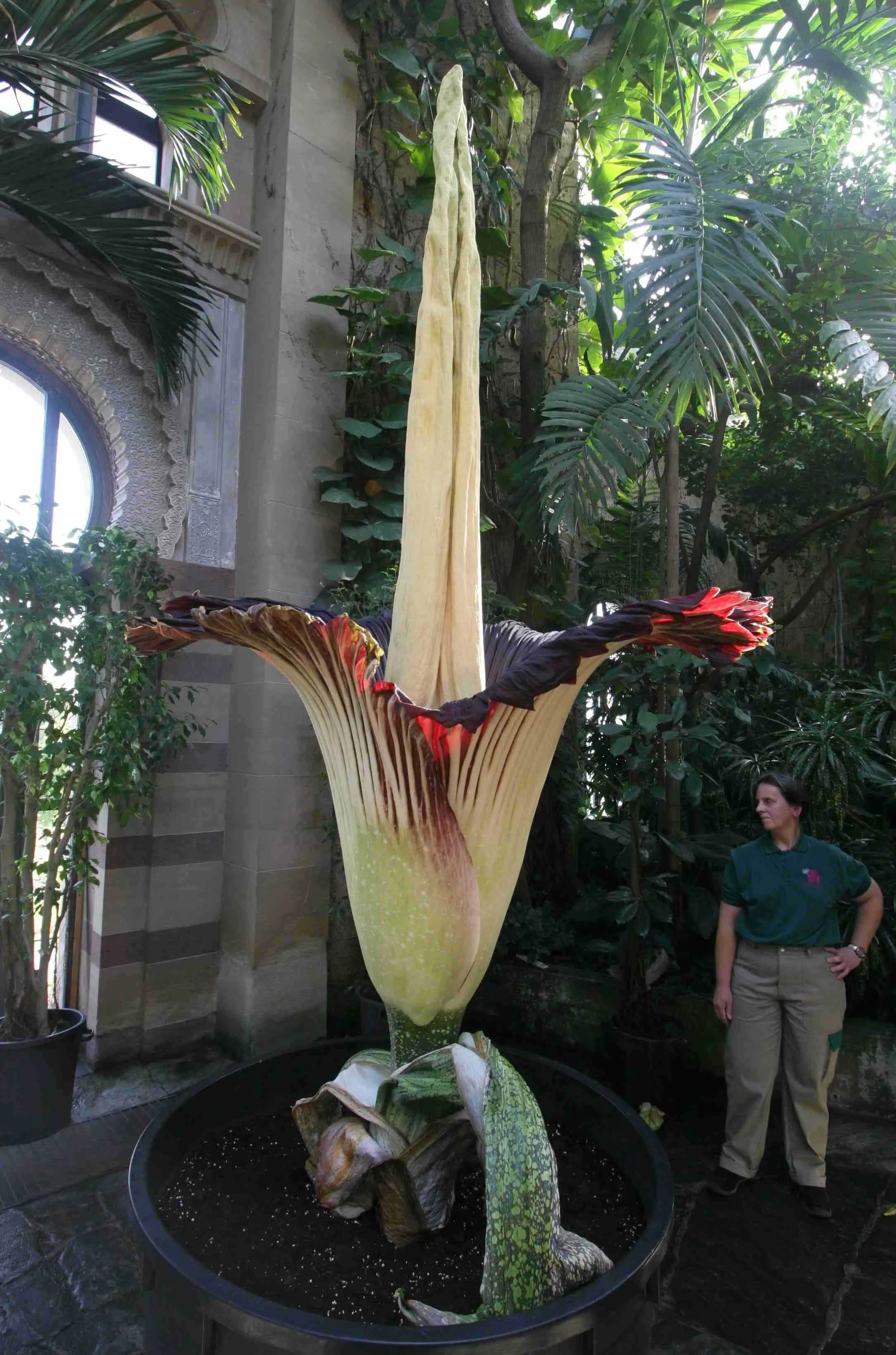 plantas venenosas