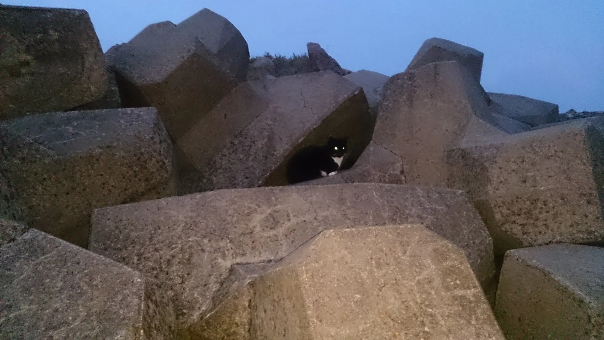 gatos del faro punta carretas gatos del faro punta carretas