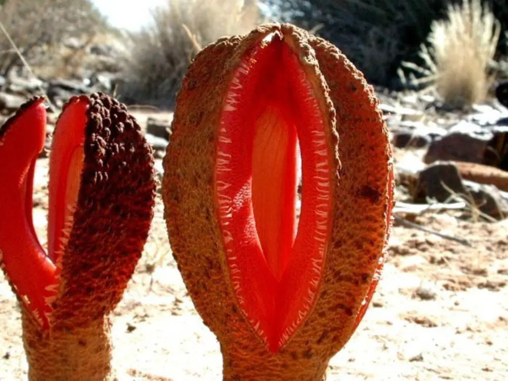 plantas aterradoras