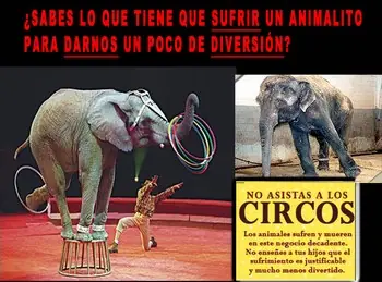 Impresionante, 7 leones atacan a domadores