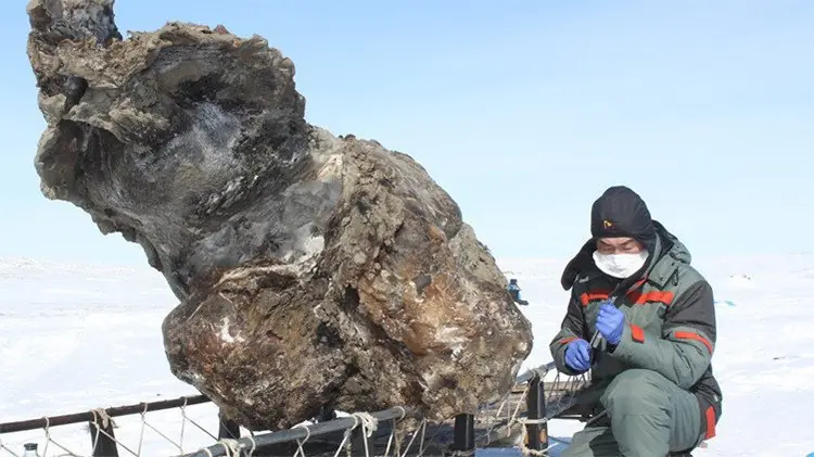 Científicos rusos hace probable la resucitación de los mamut