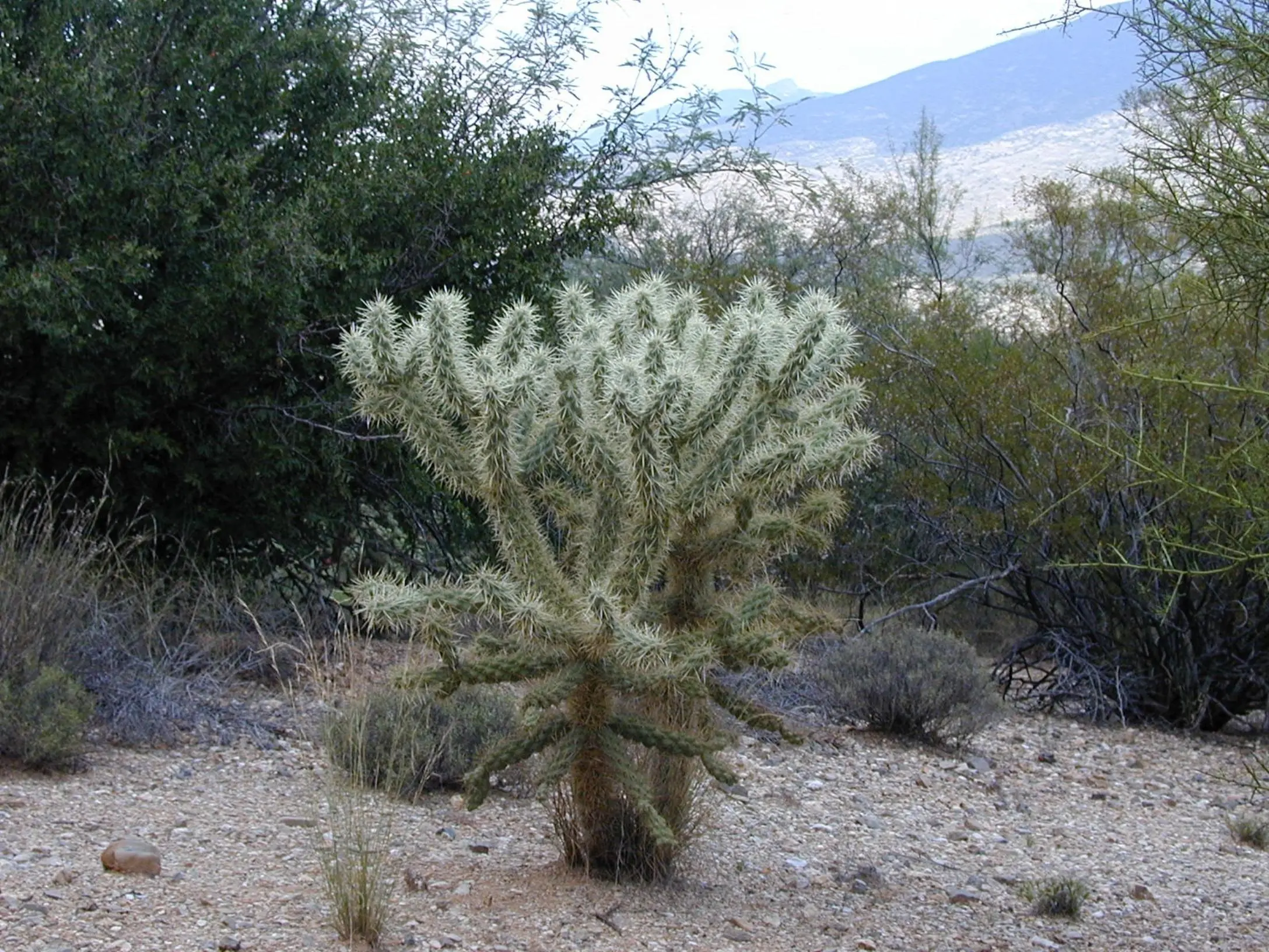 plantas peligrosas
