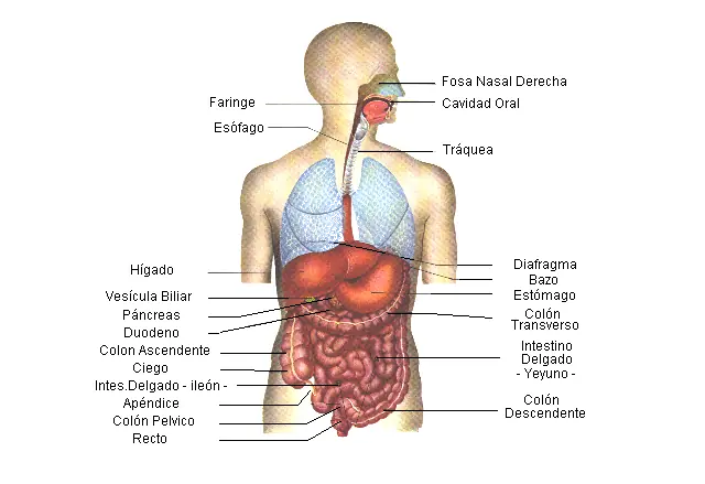 analisis de orina