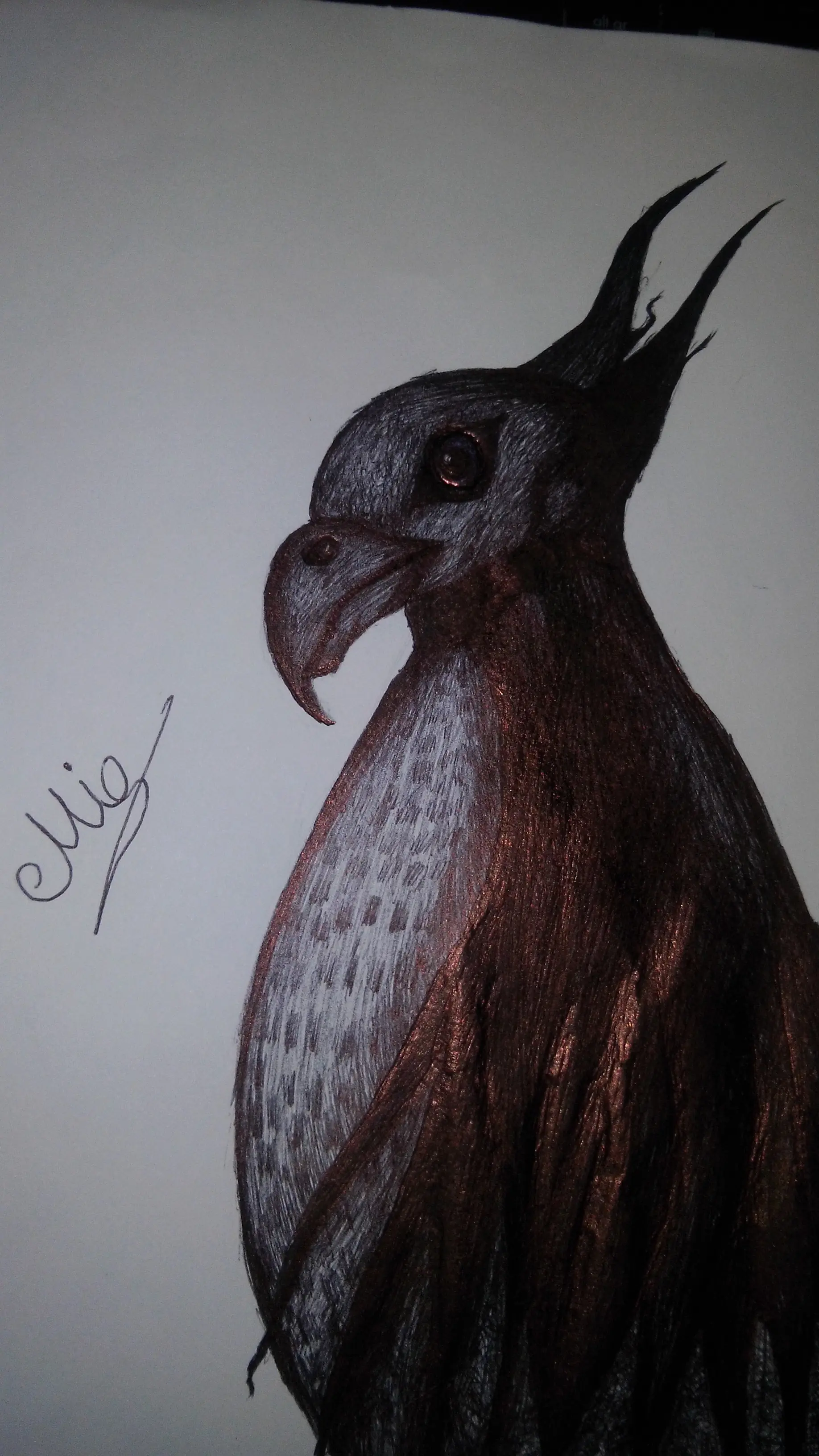 Dbujos