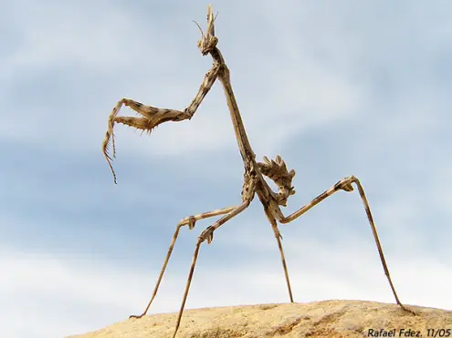 lamias lamias