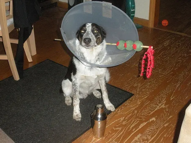 27 Disfraces de Halloween muy ingeniosos para tu perro