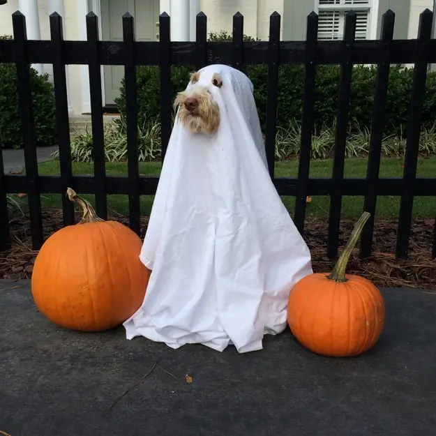 halloween 2015