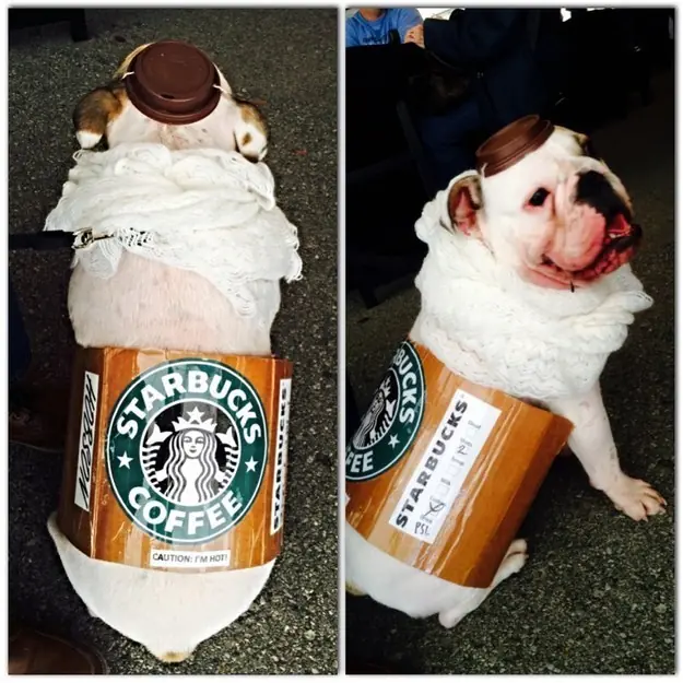 dog halloween