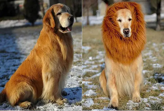perros