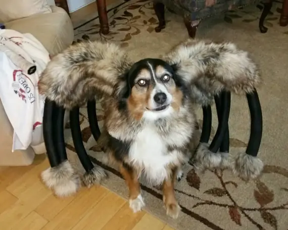halloween 2015