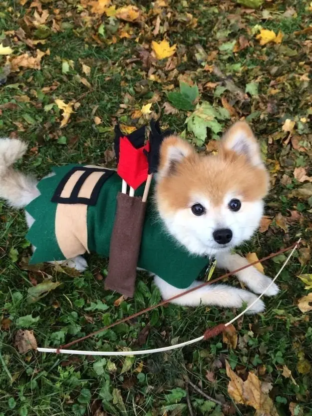 disfraces perros halloween