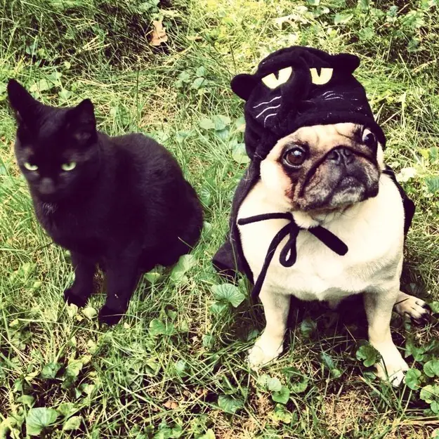 perros