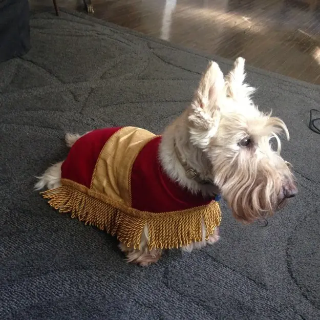 disfraces perros halloween