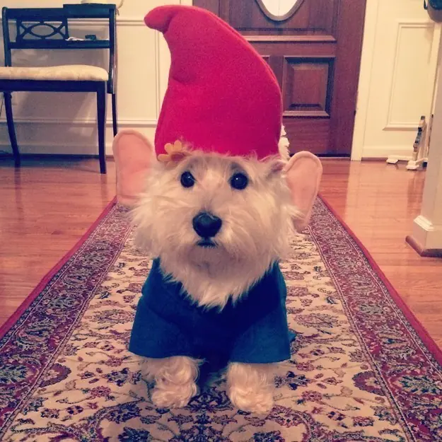dog halloween