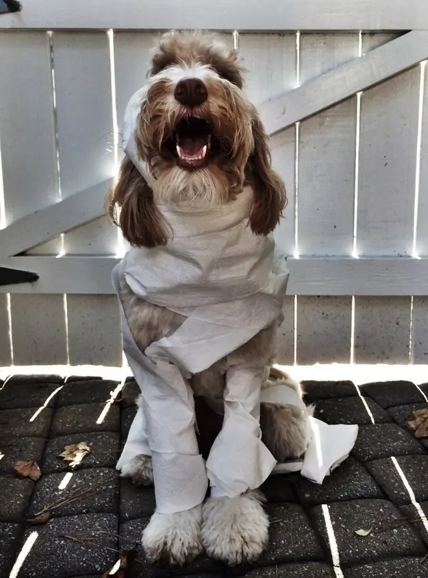 27 Disfraces de Halloween muy ingeniosos para tu perro