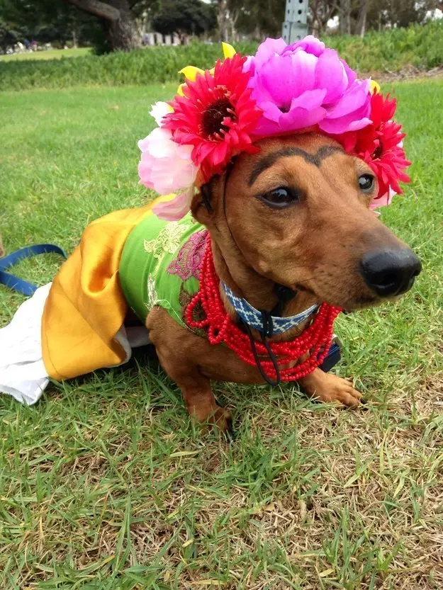 27 Disfraces de Halloween muy ingeniosos para tu perro