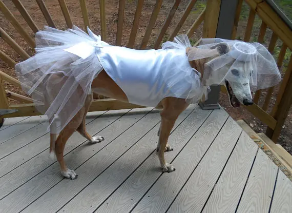 disfraces perros halloween