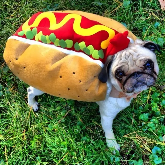 27 Disfraces de Halloween muy ingeniosos para tu perro