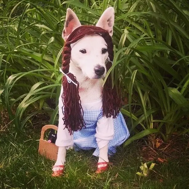 halloween 2015