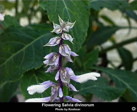 a fumar Salvia Divinorum [solo para fumatingas]