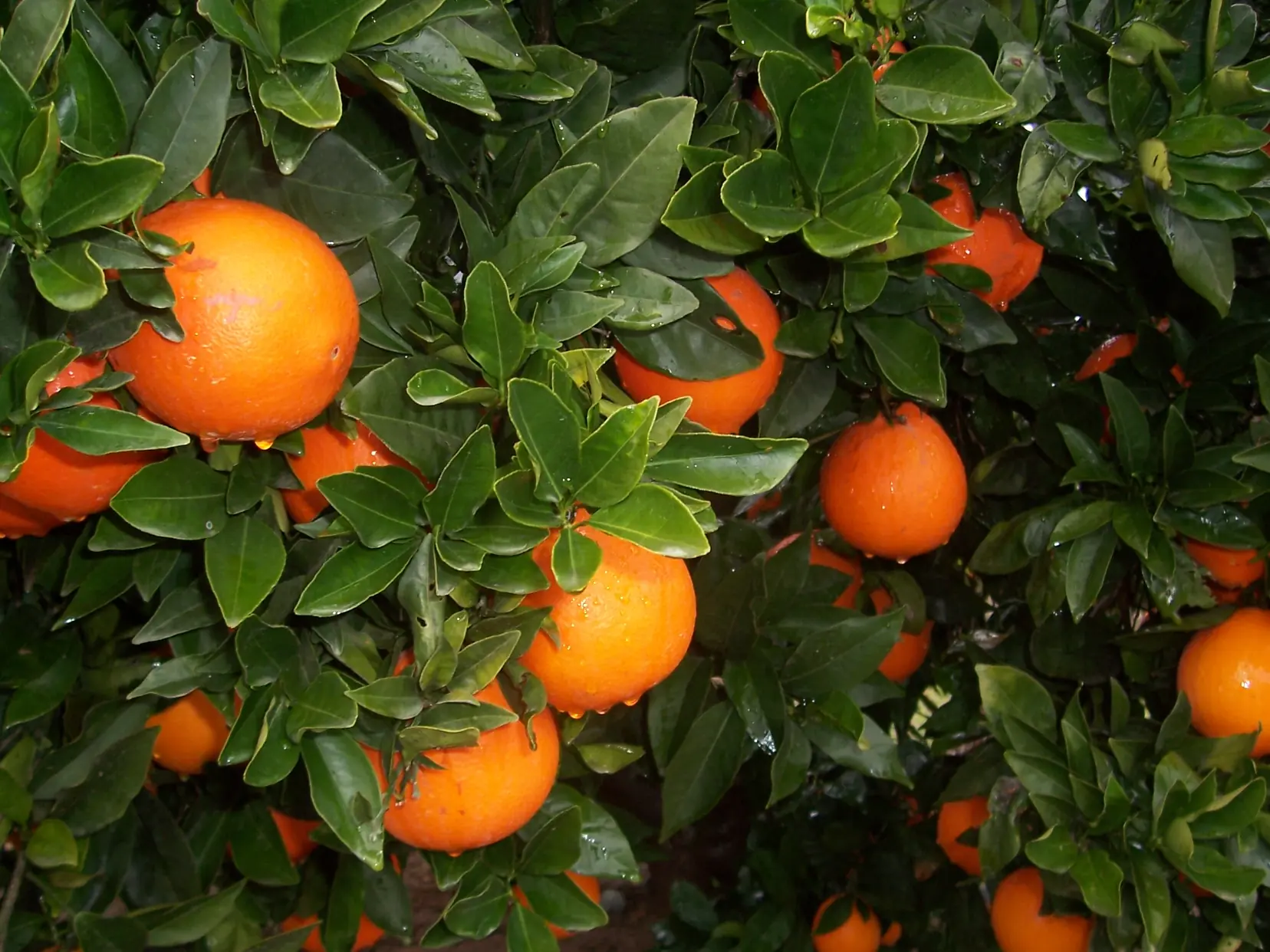 Algunos Mitos!! de la Vida!!