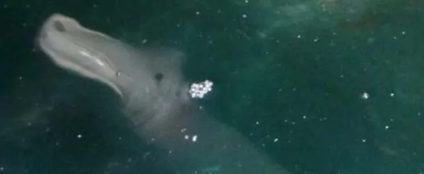Turista escocés fotografía un misterioso “monstruo marino”