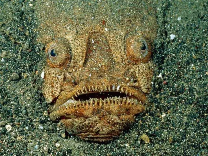 Criaturas marinas espeluznantes