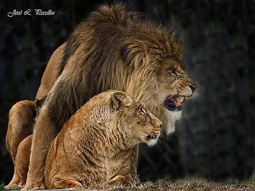 hermosos