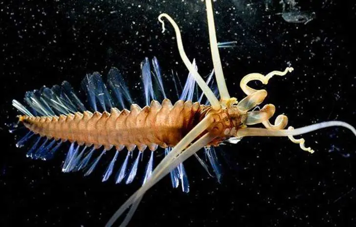 sabroso