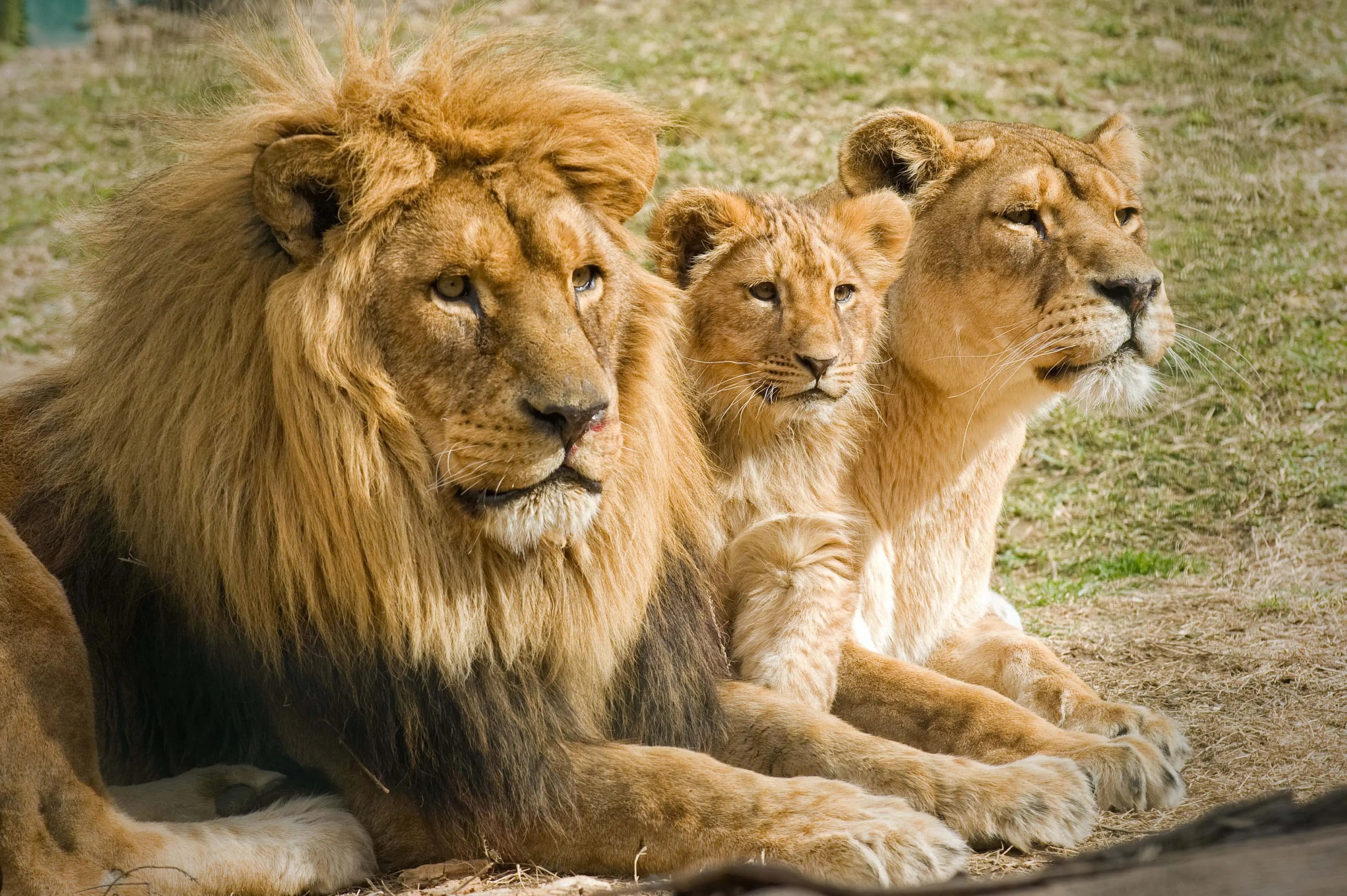 hermosos