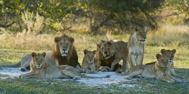 Animales