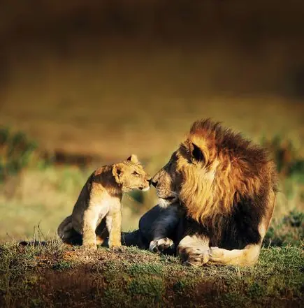 Animales