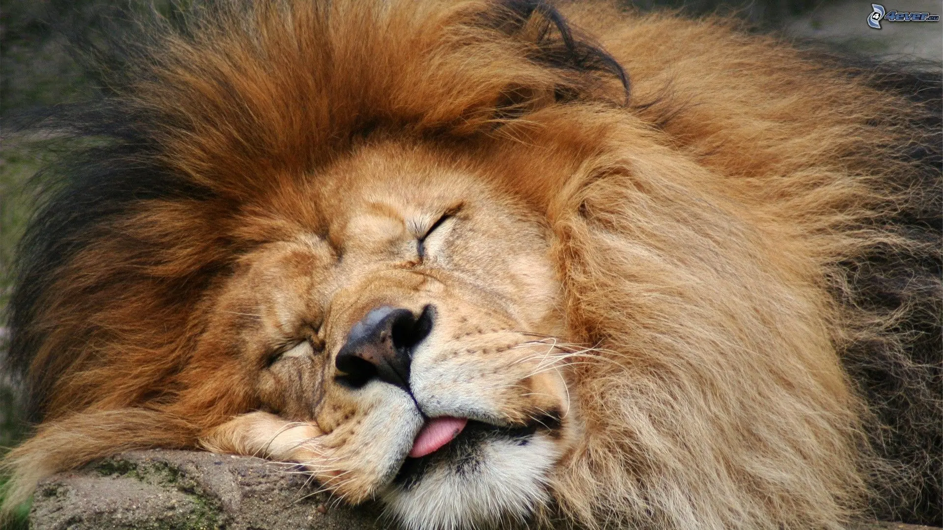 leones